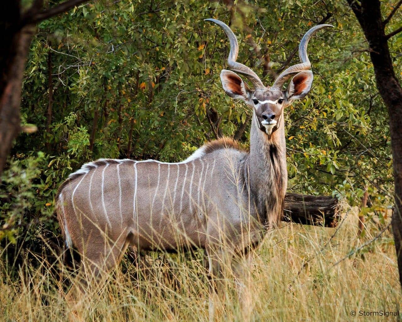 Dia 7: Kudu per dinar i una posta de sol a la «duna birrera».